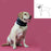 Cervical Collar for Dogs KVP Black (9-36 cm)