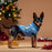 Dog Jumper Stitch