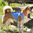 Dog Waistcoat InnovaGoods IG813888